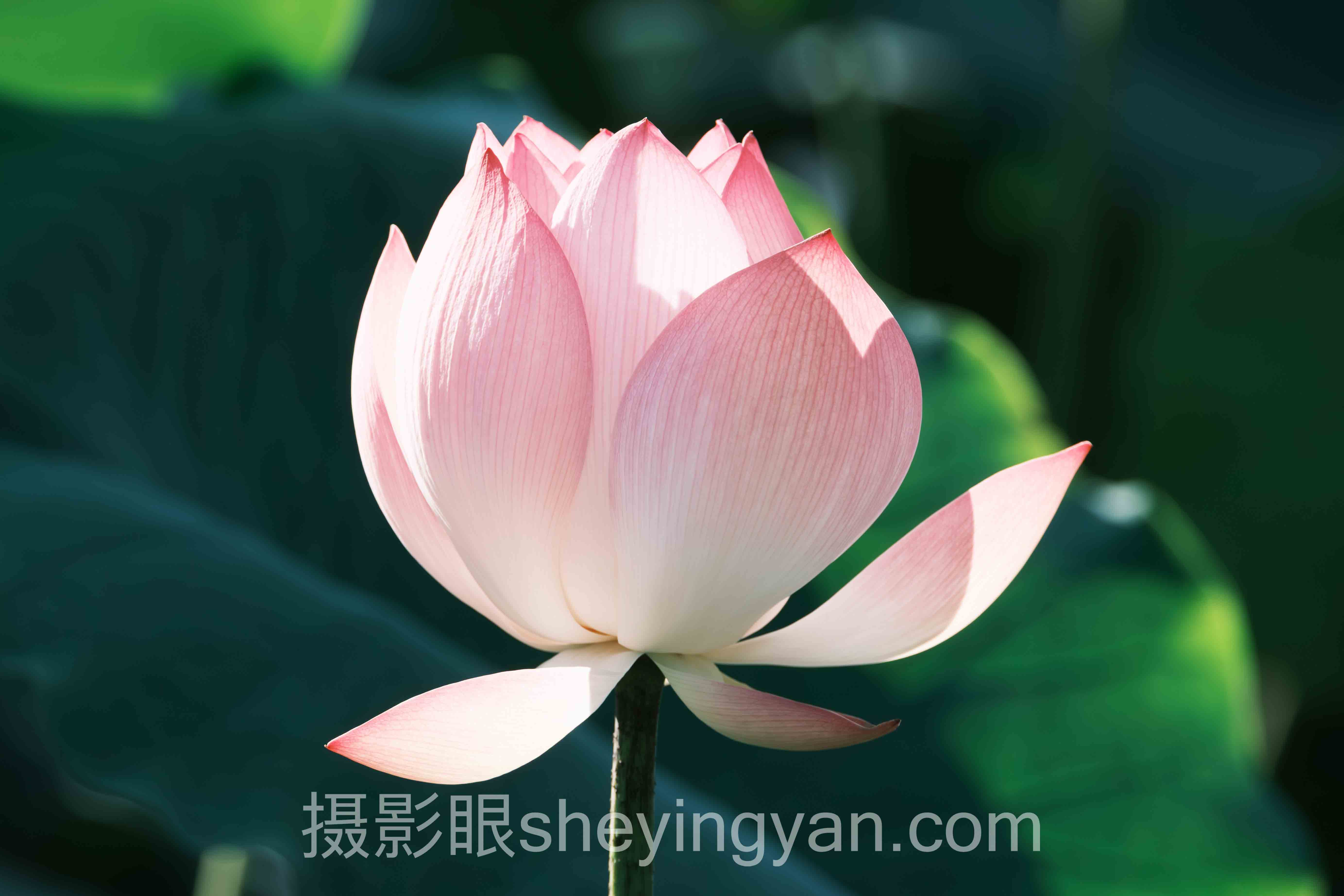 单反入门实用指南深度评测：6款热门机型全面解析