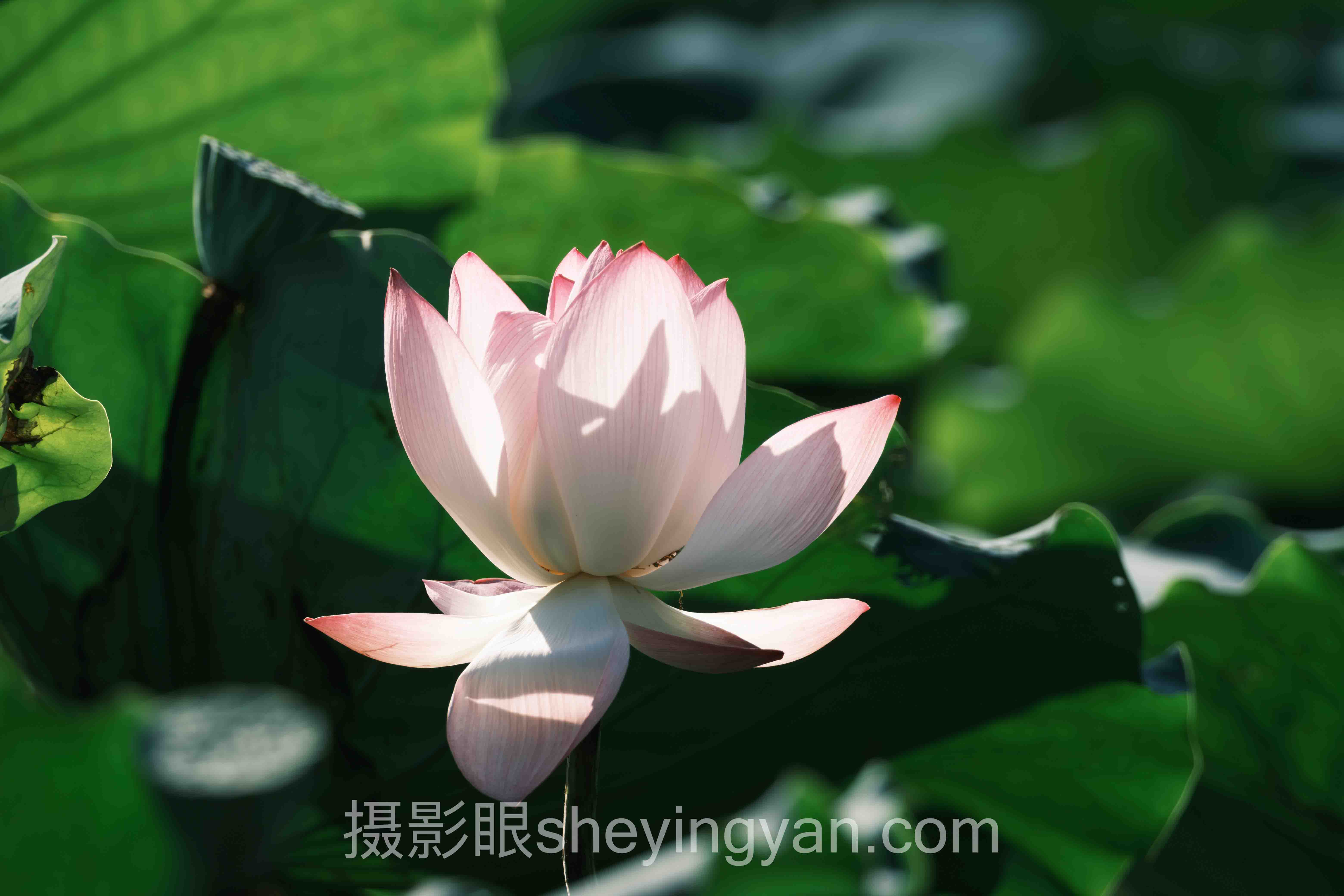 透视免费求大佬点评照片：从底层逻辑到发展趋势