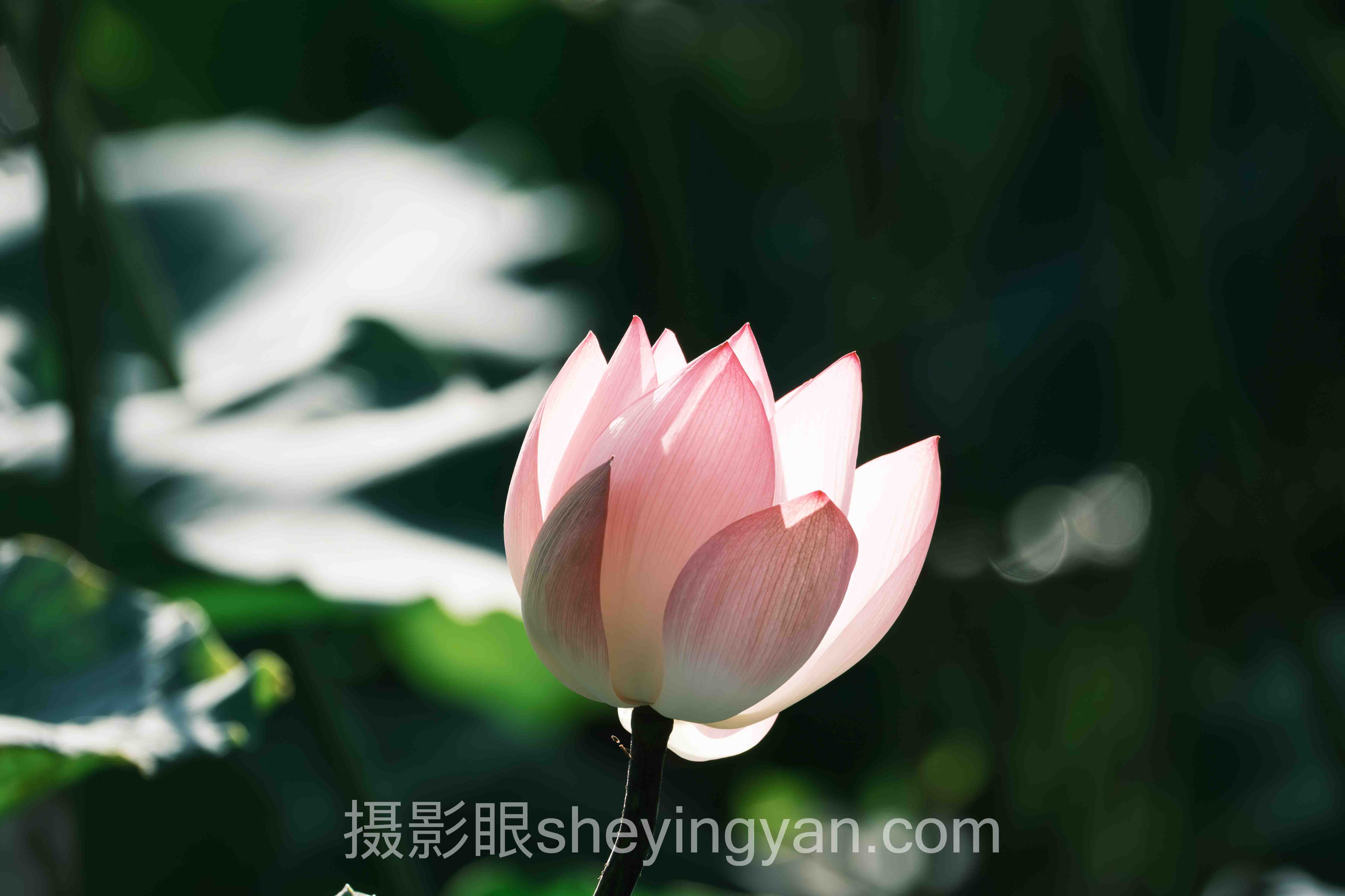 照片点评训练摄影眼怎么做?3个案例告诉你答案