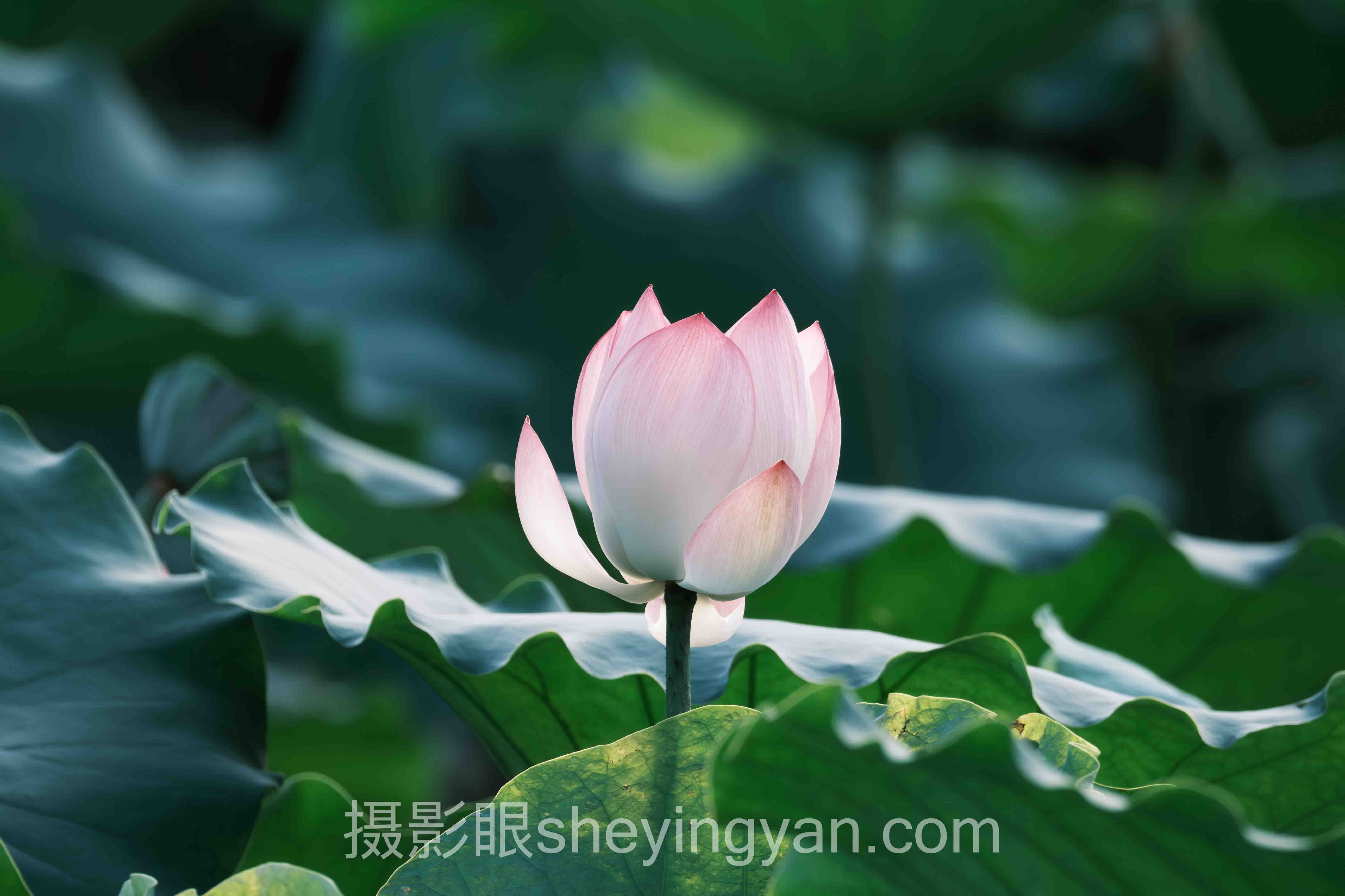 照片点评服务入门：从零开始掌握核心要点