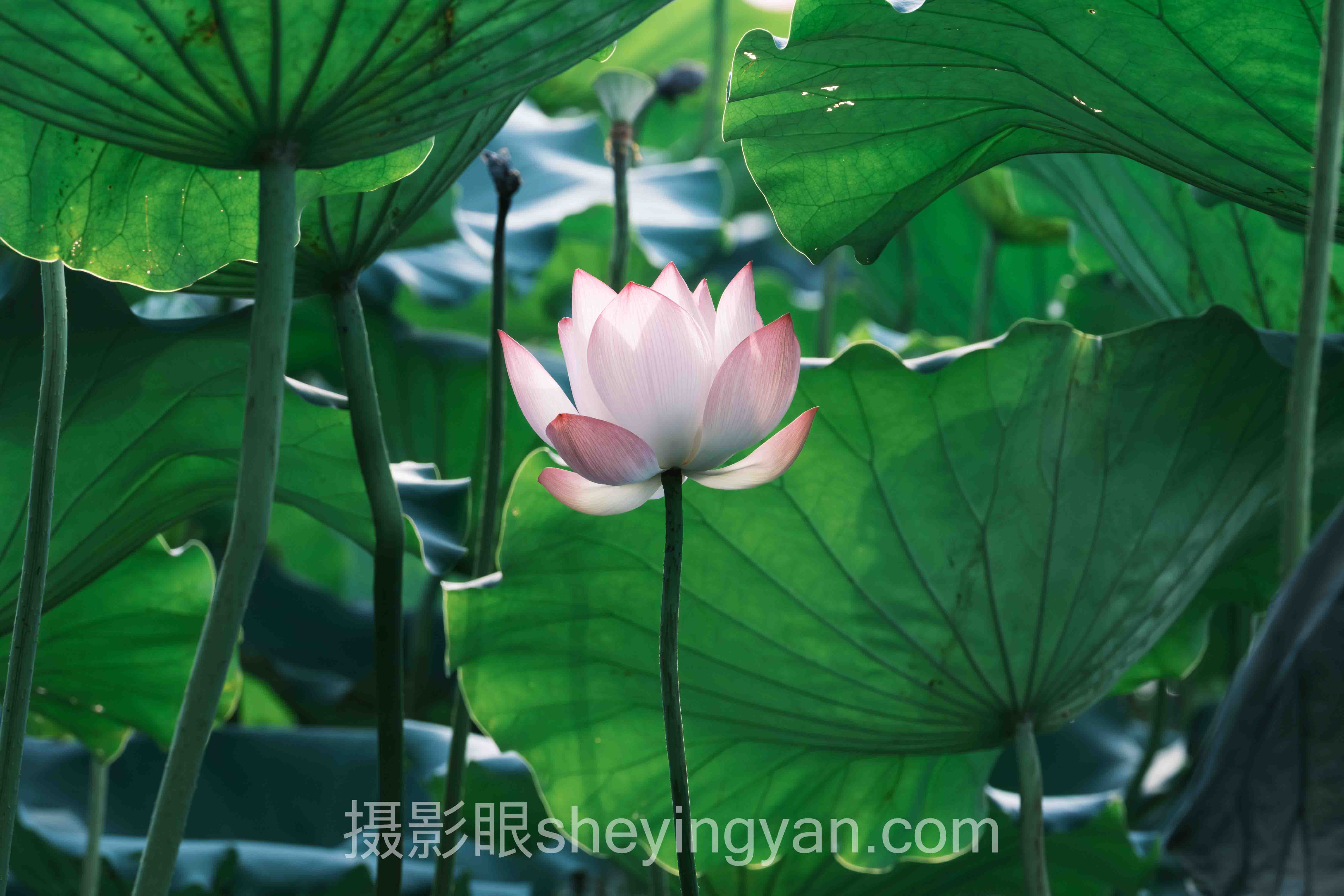 摄影眼测试小程序完整指南：从入门到精通的5个步骤