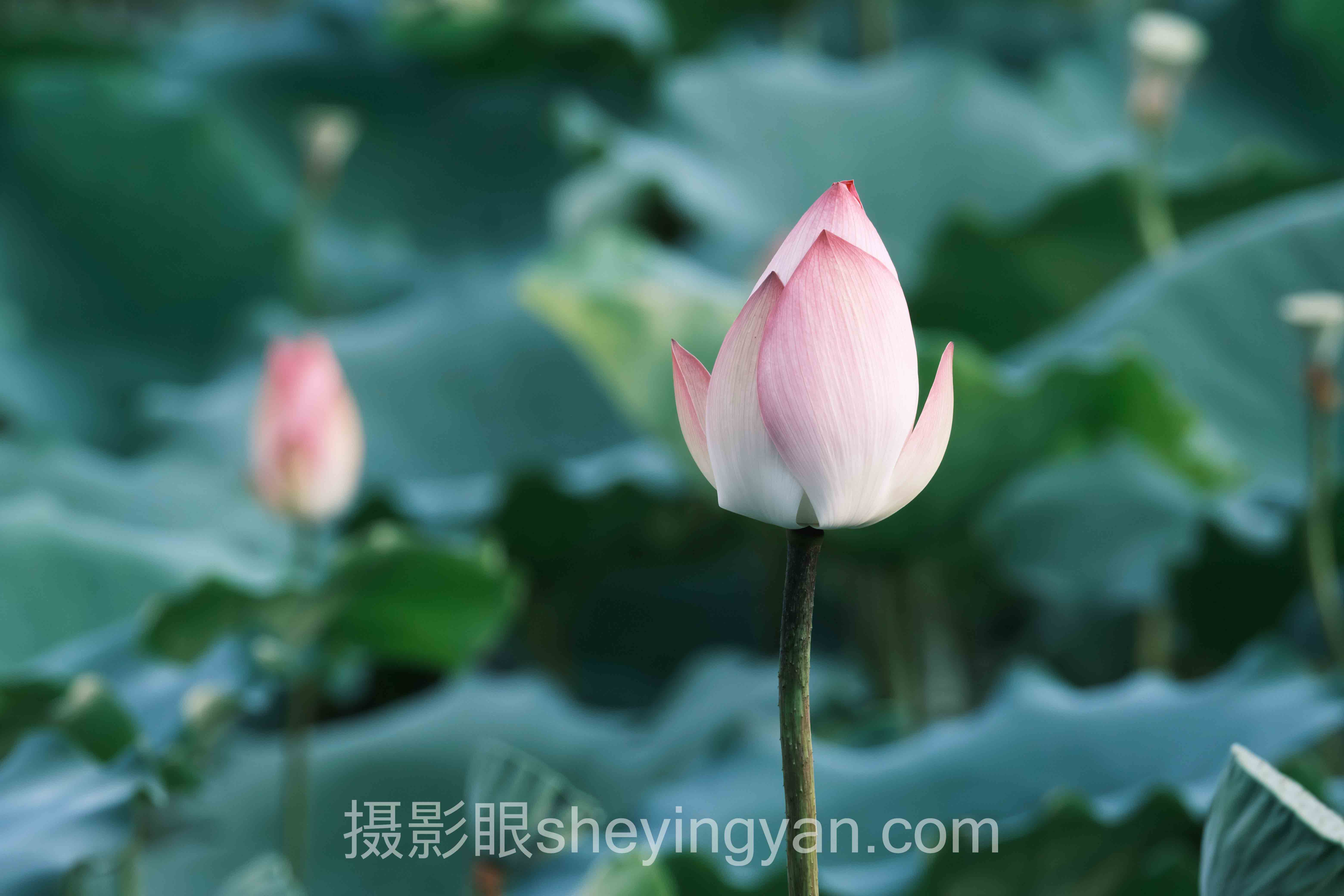 照片过曝怎么补救全问答：你想知道的都在这里