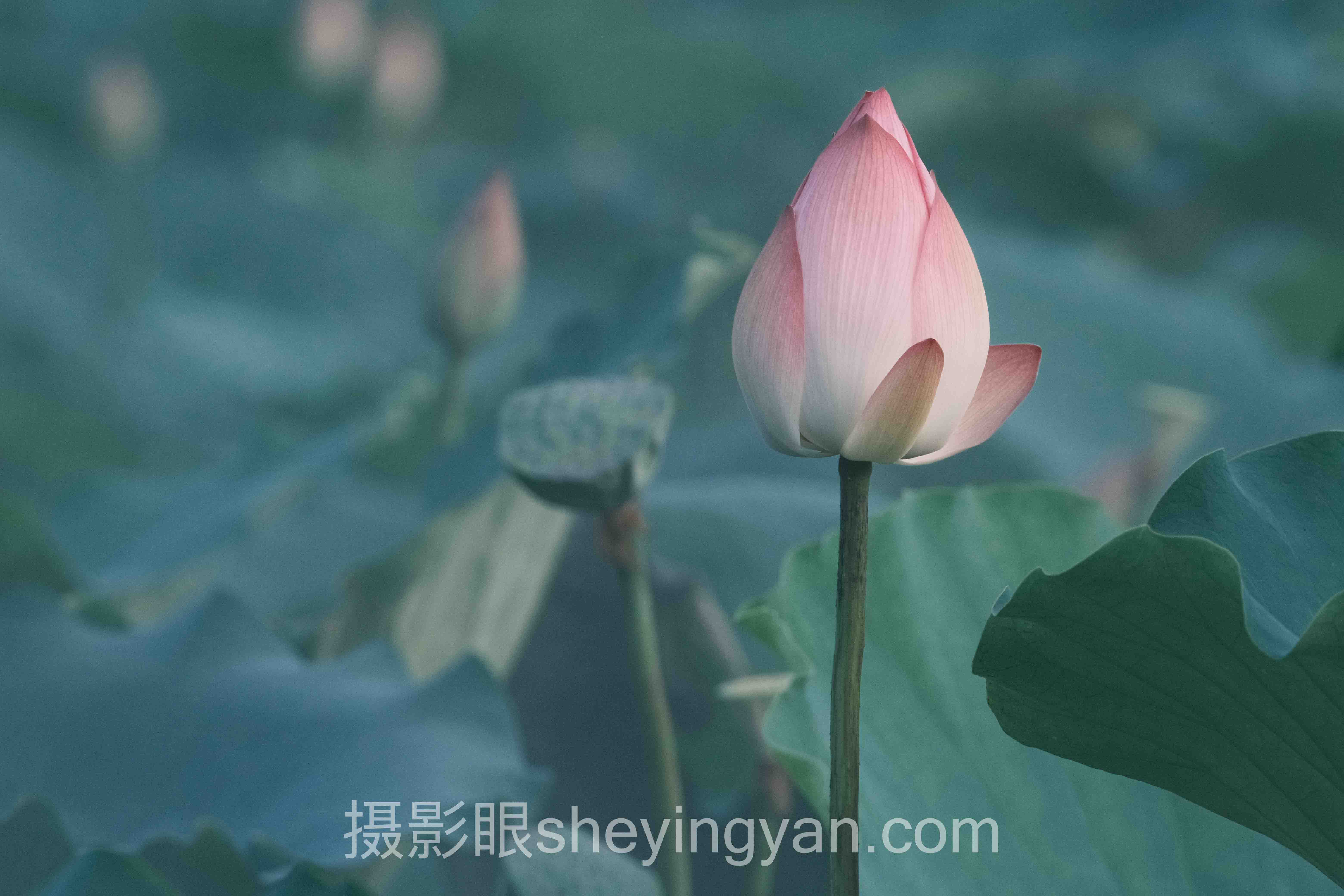 单反入门实用指南深度评测：6款热门机型全面解析