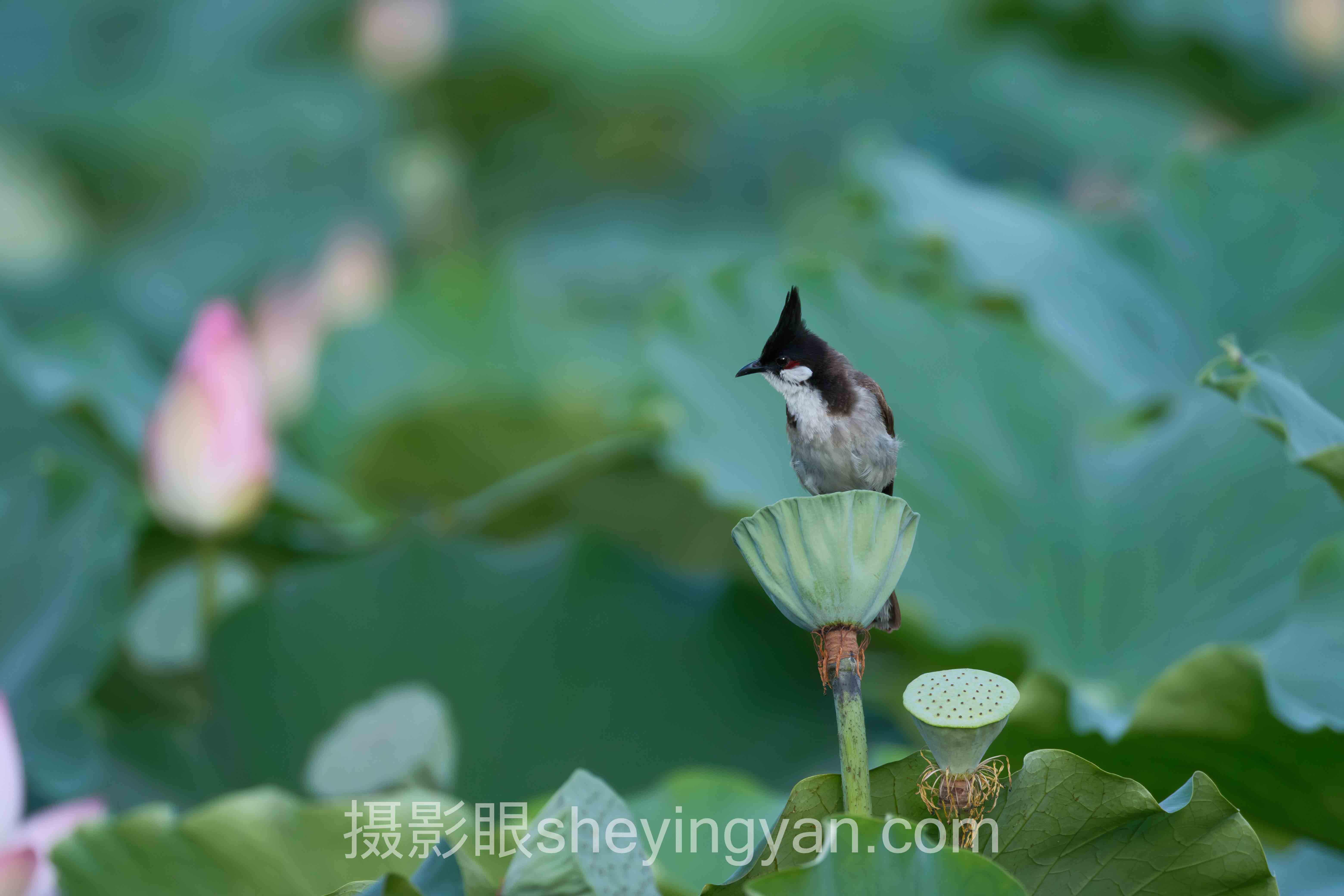 为什么说AI照片评测工具选错等于白花钱？