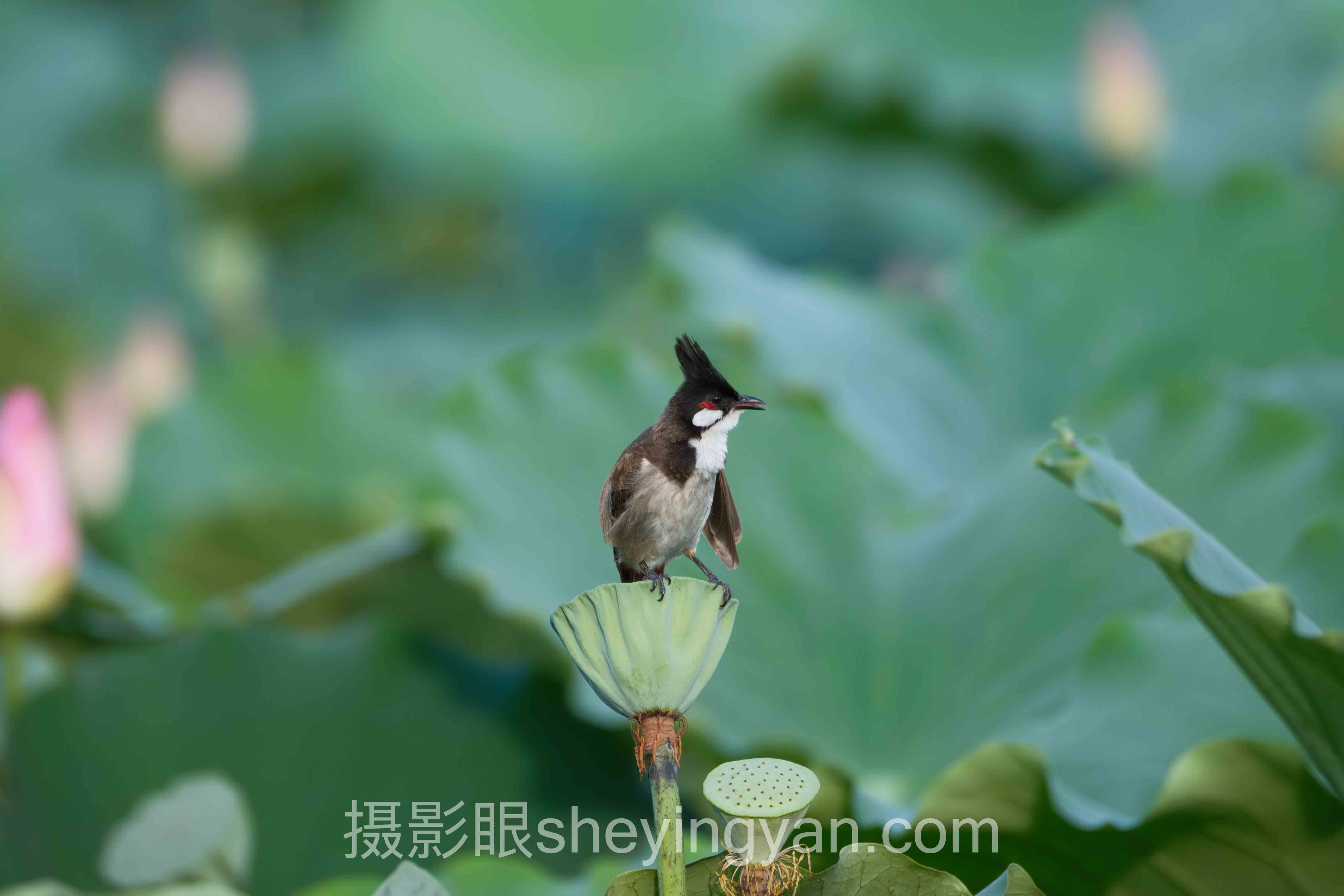 照片打分排行榜背后的算法真相，多数人不知道