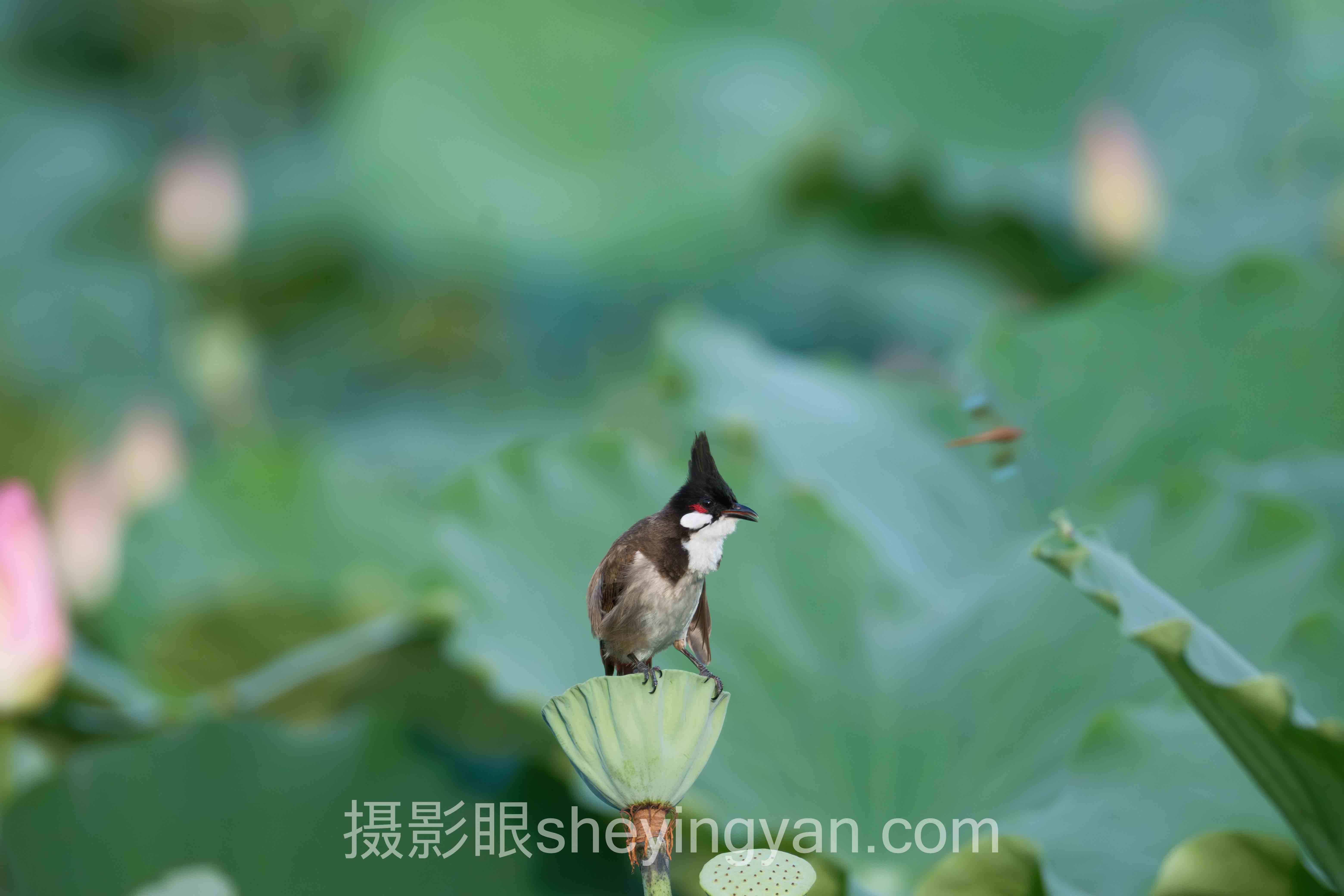 提高摄影认知的方法深度评测：5种路径全面解析