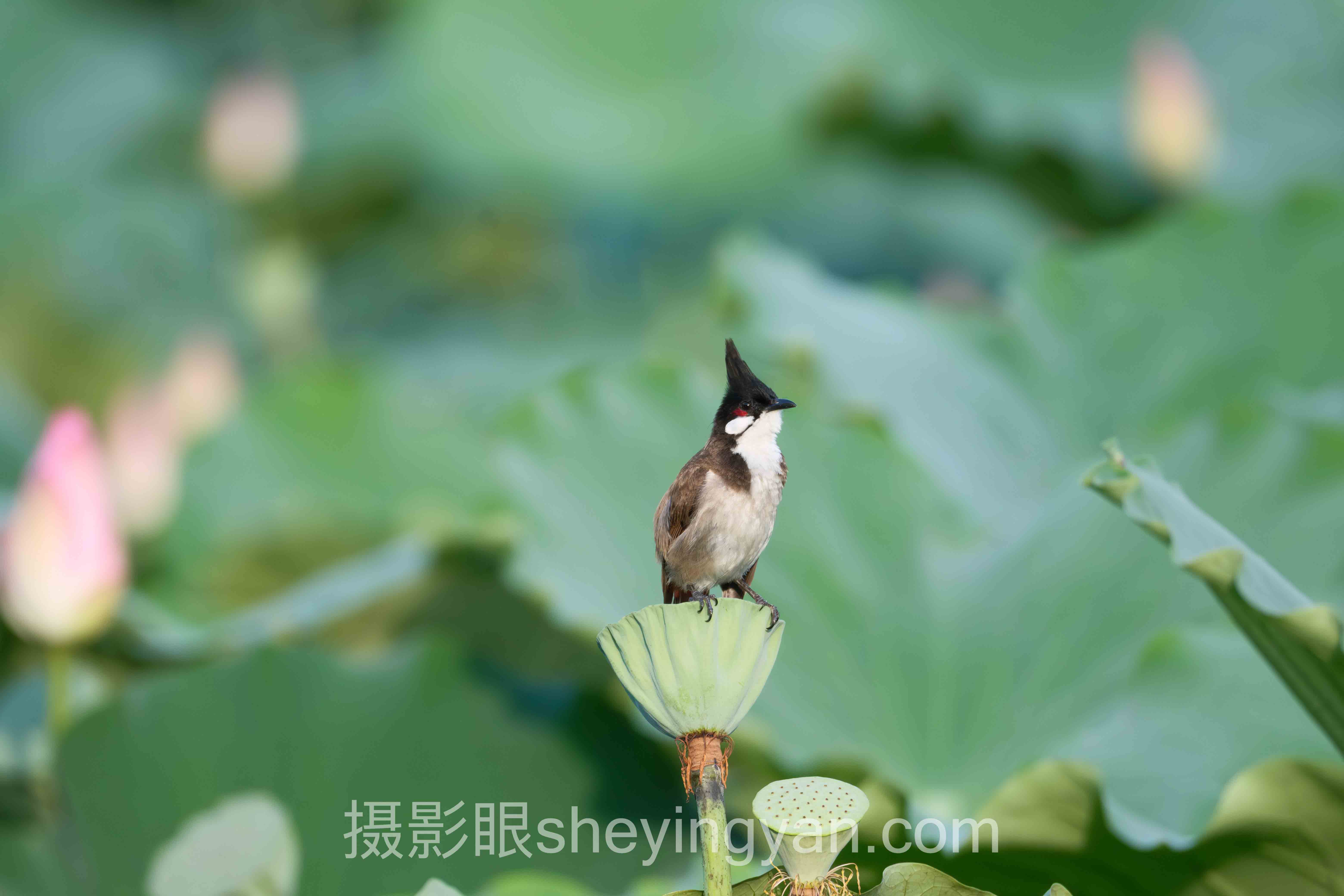选照片点评平台不踩坑：5款AI照片评分工具多维度对比指南
