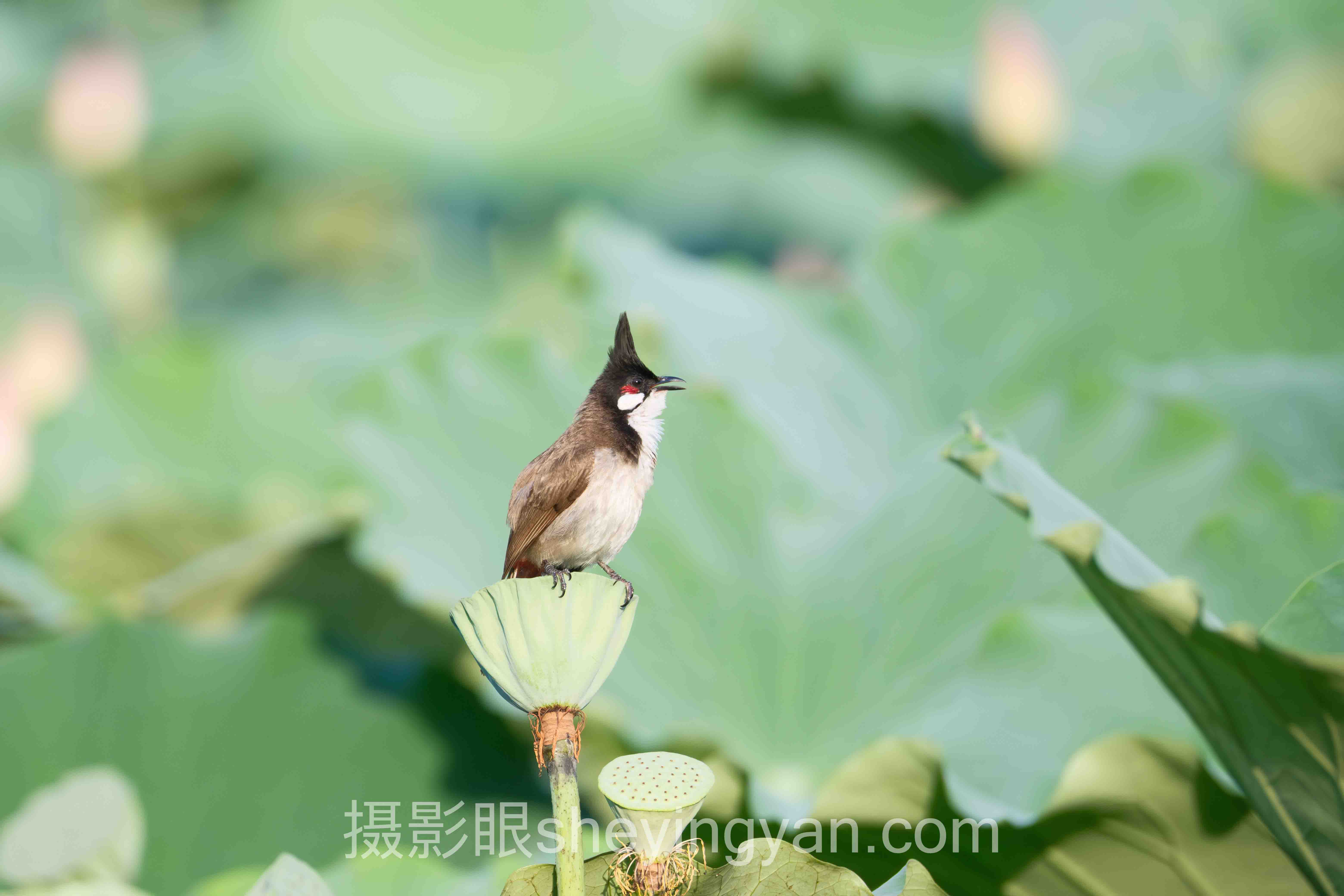 照片点评与AI照片评分十人谈：多位专家的核心观点汇总