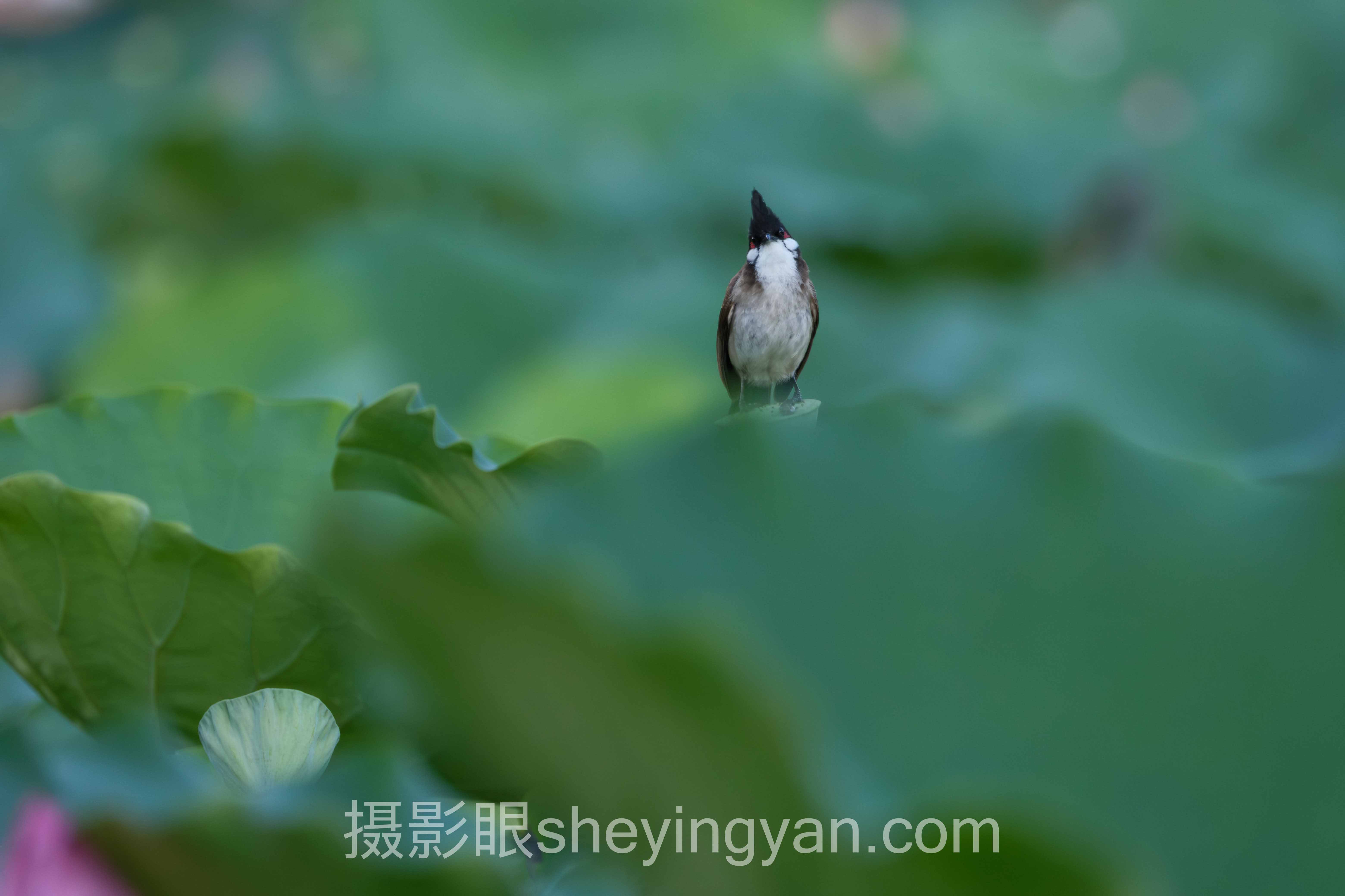 照片打分排行榜背后的算法真相，多数人不知道