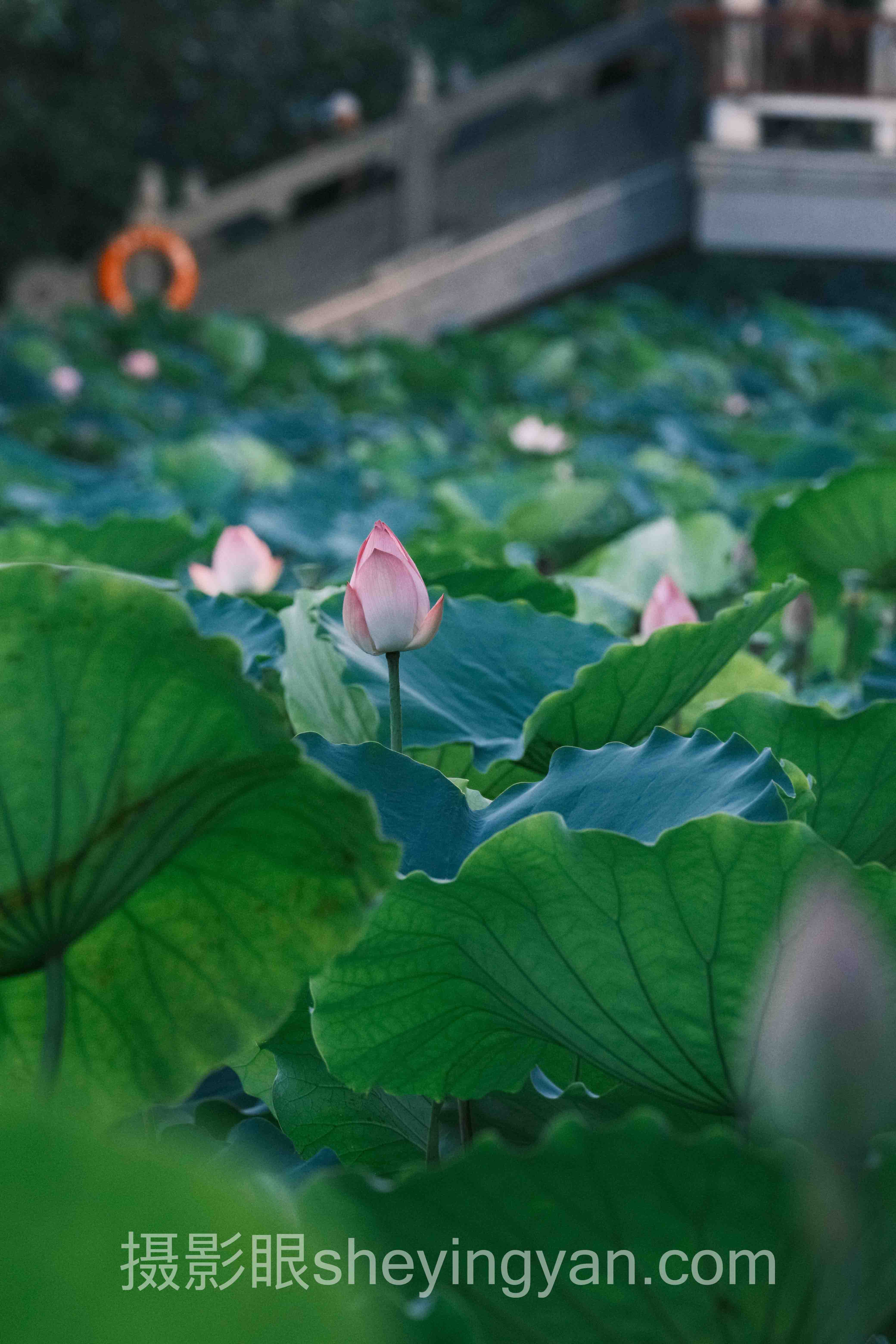 摄影眼官网sheyingyan.com