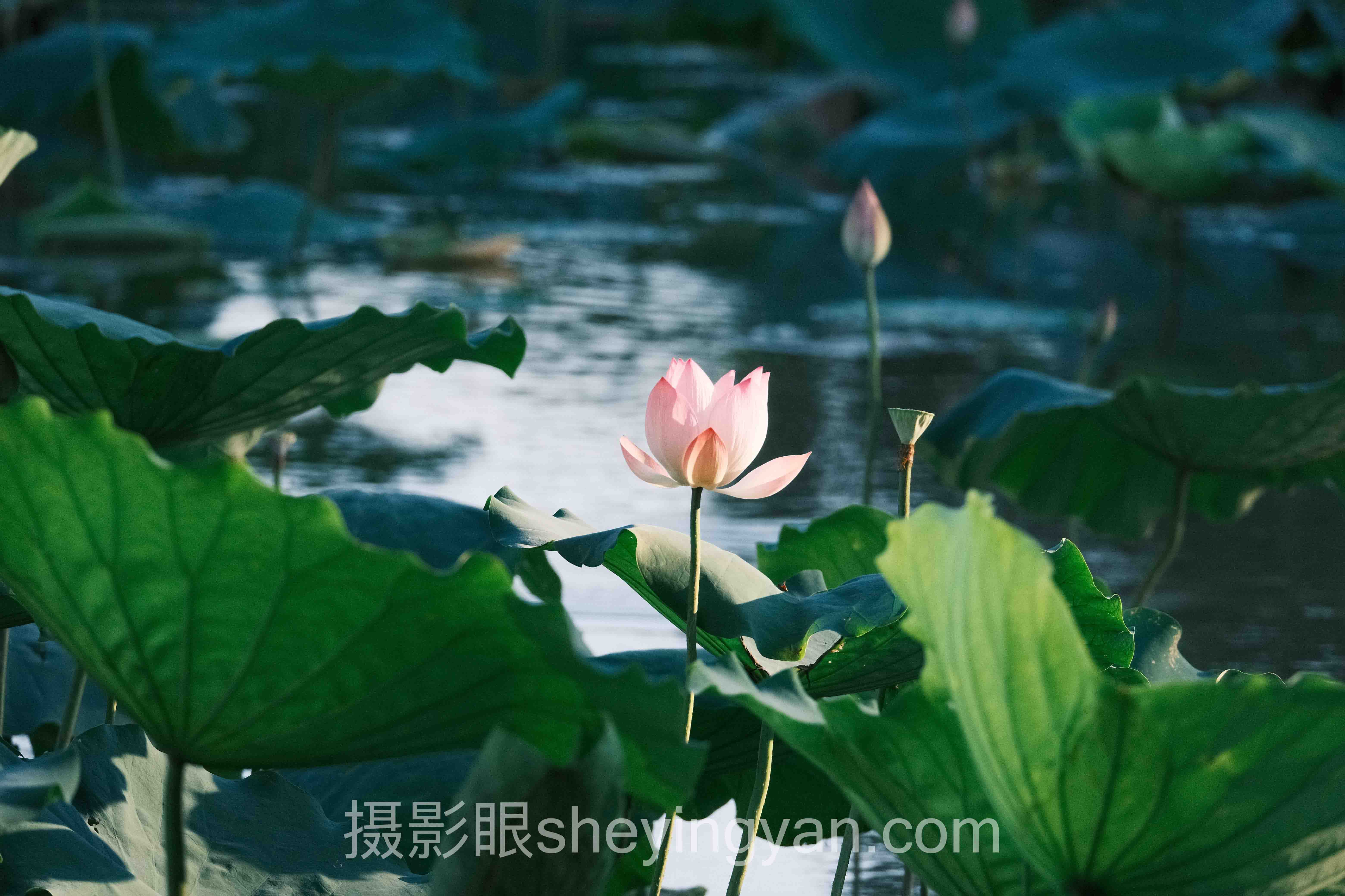 豆瓣摄影小组实战案例拆解:3种高手的共同成长规律