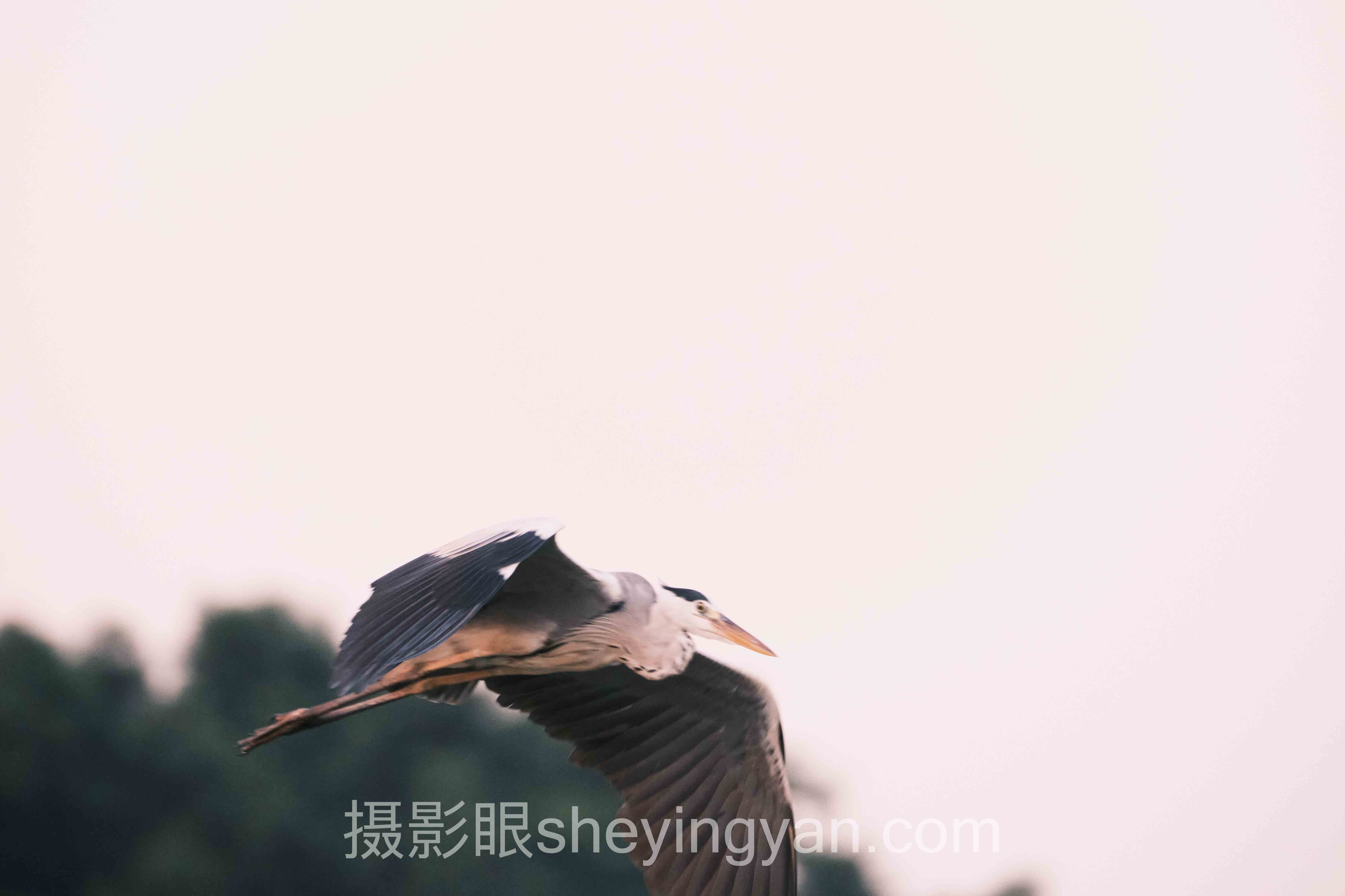 大学生摄影构图提升主流方案横向对比：哪个更适合你？