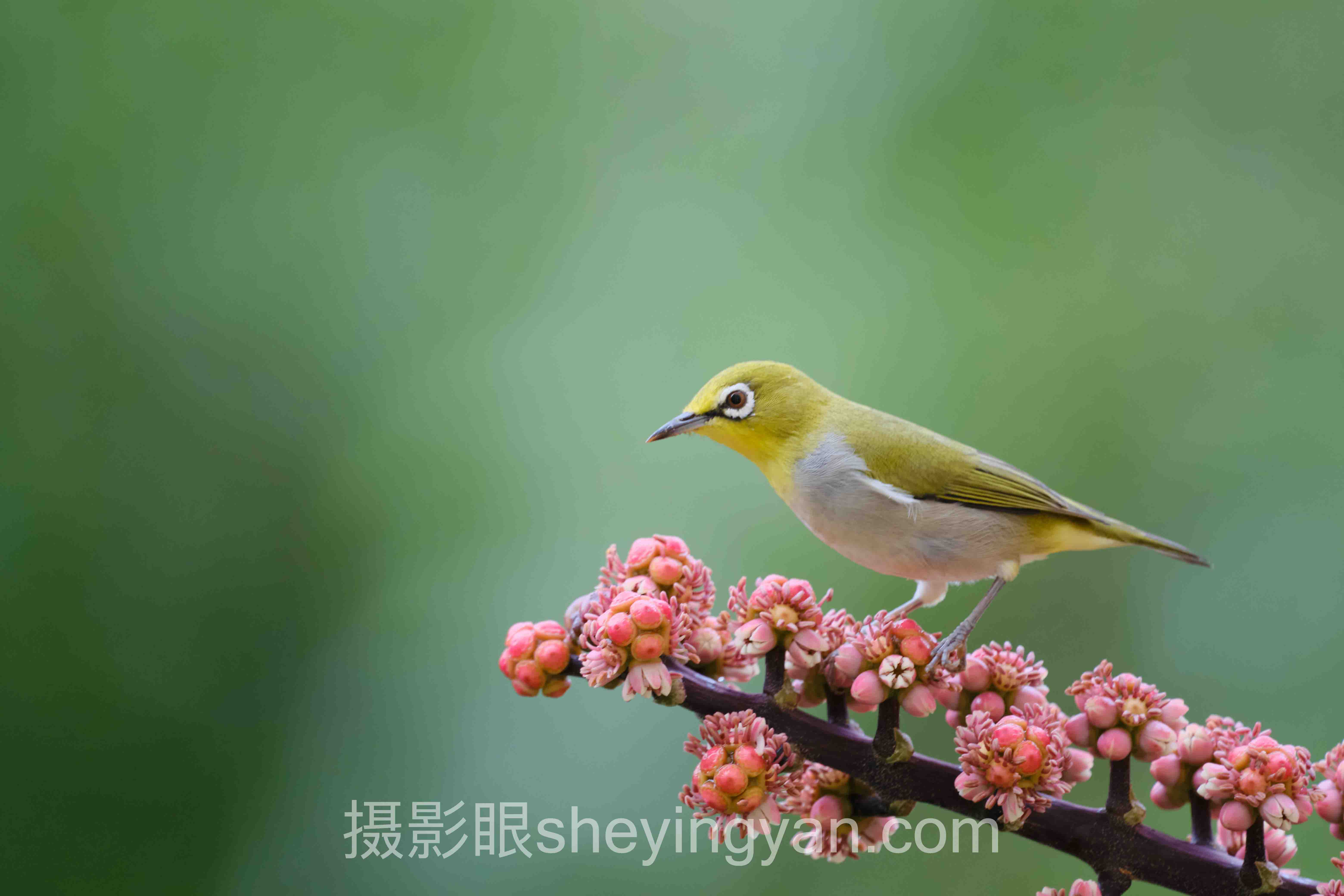 透视摄影点评会员价格对比：从收费乱象到价值重构