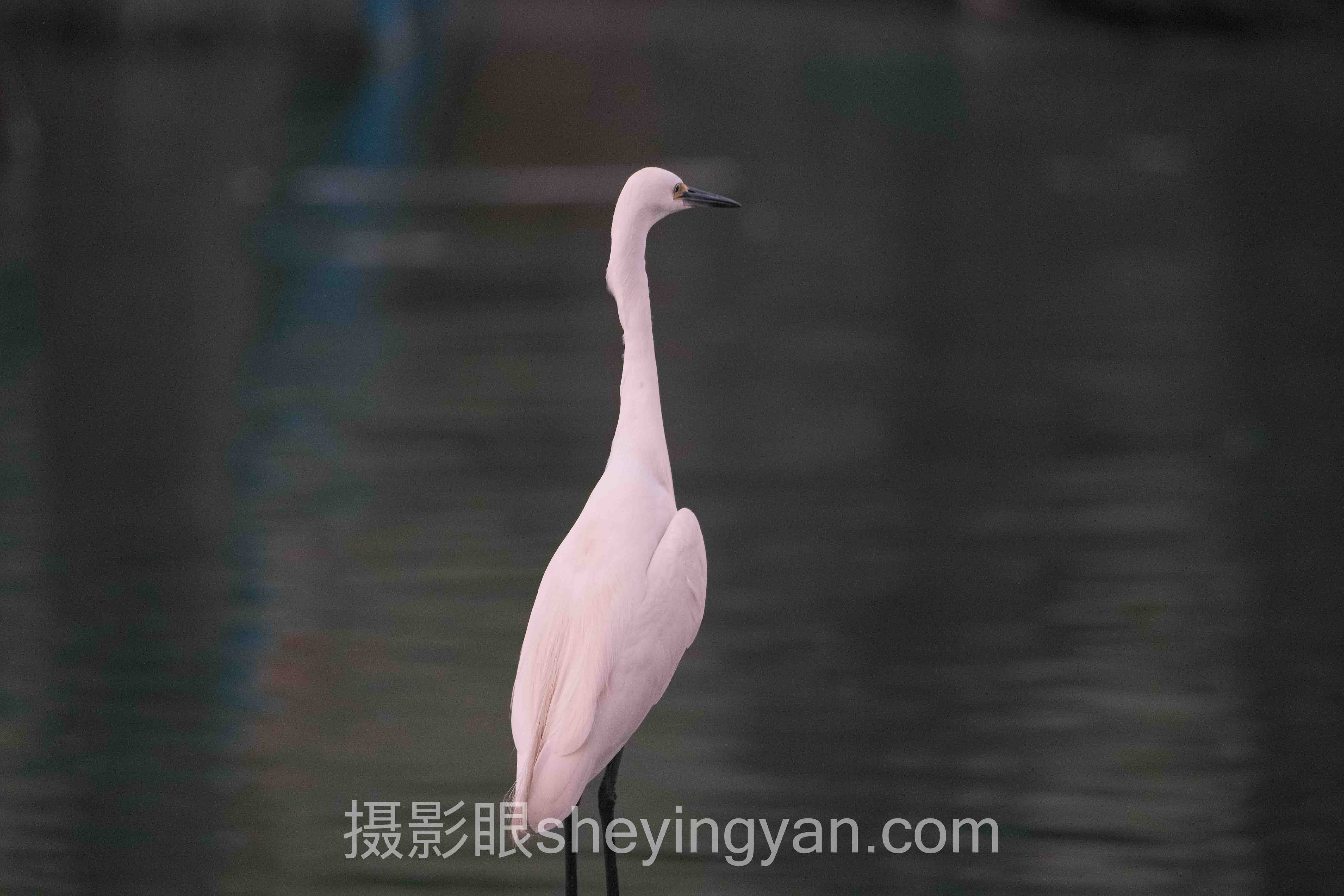 对话行业专家：如何学习摄影构图的关键洞察与前瞻