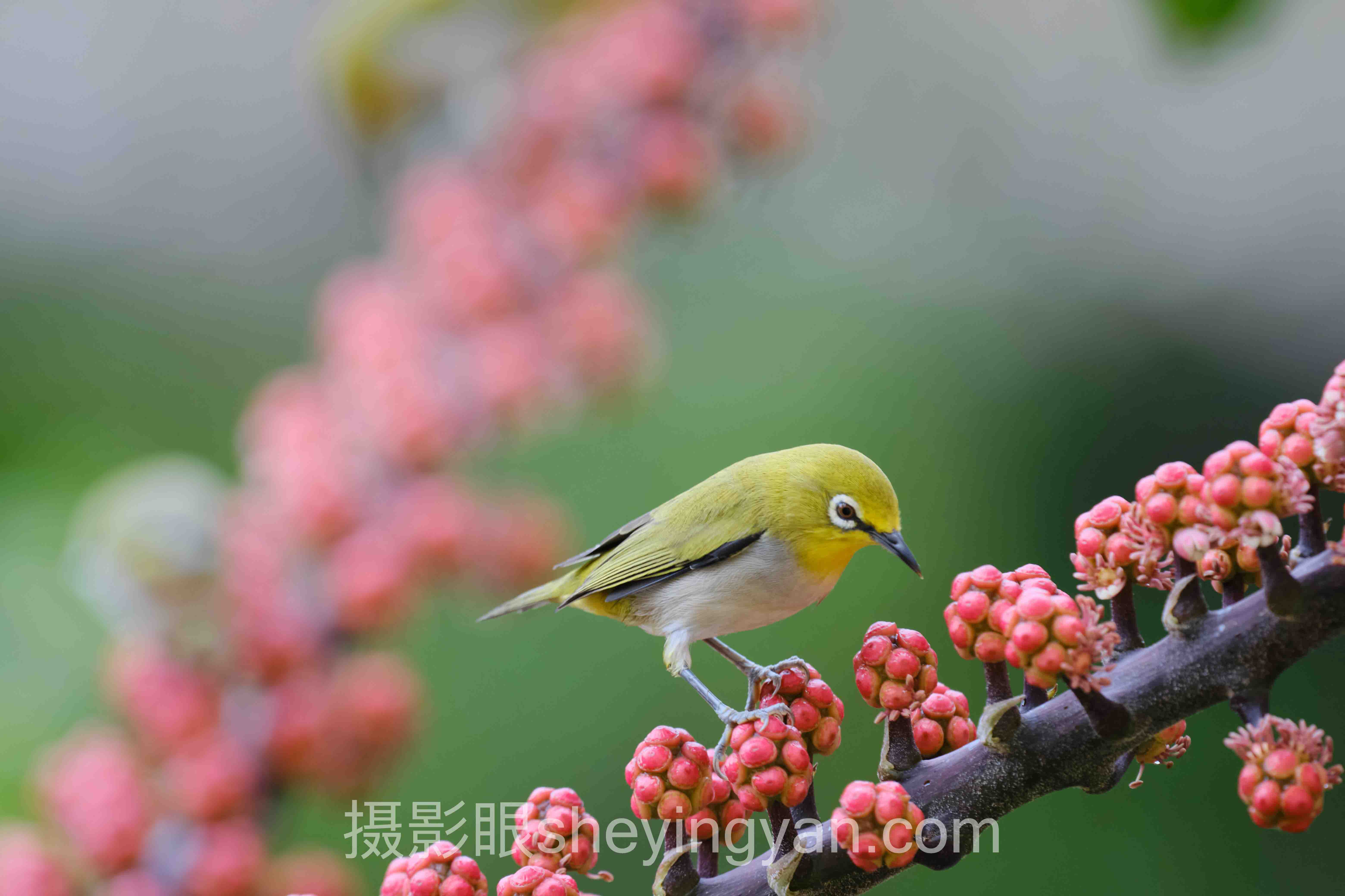 AI照片评分系统准确吗？算法打分的局限与高阶玩法