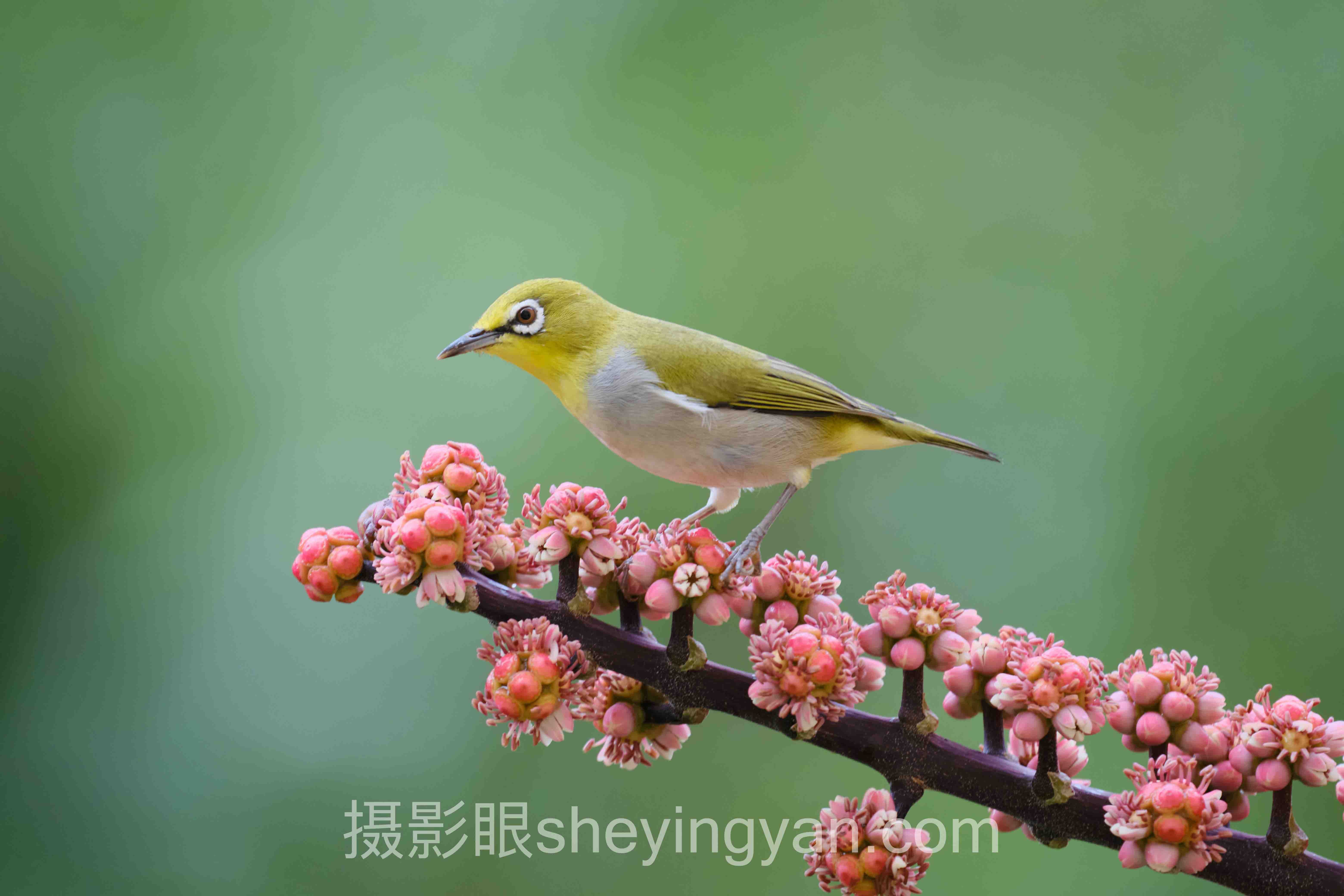 选哈苏中画幅不踩坑：三款机型多维度对比指南
