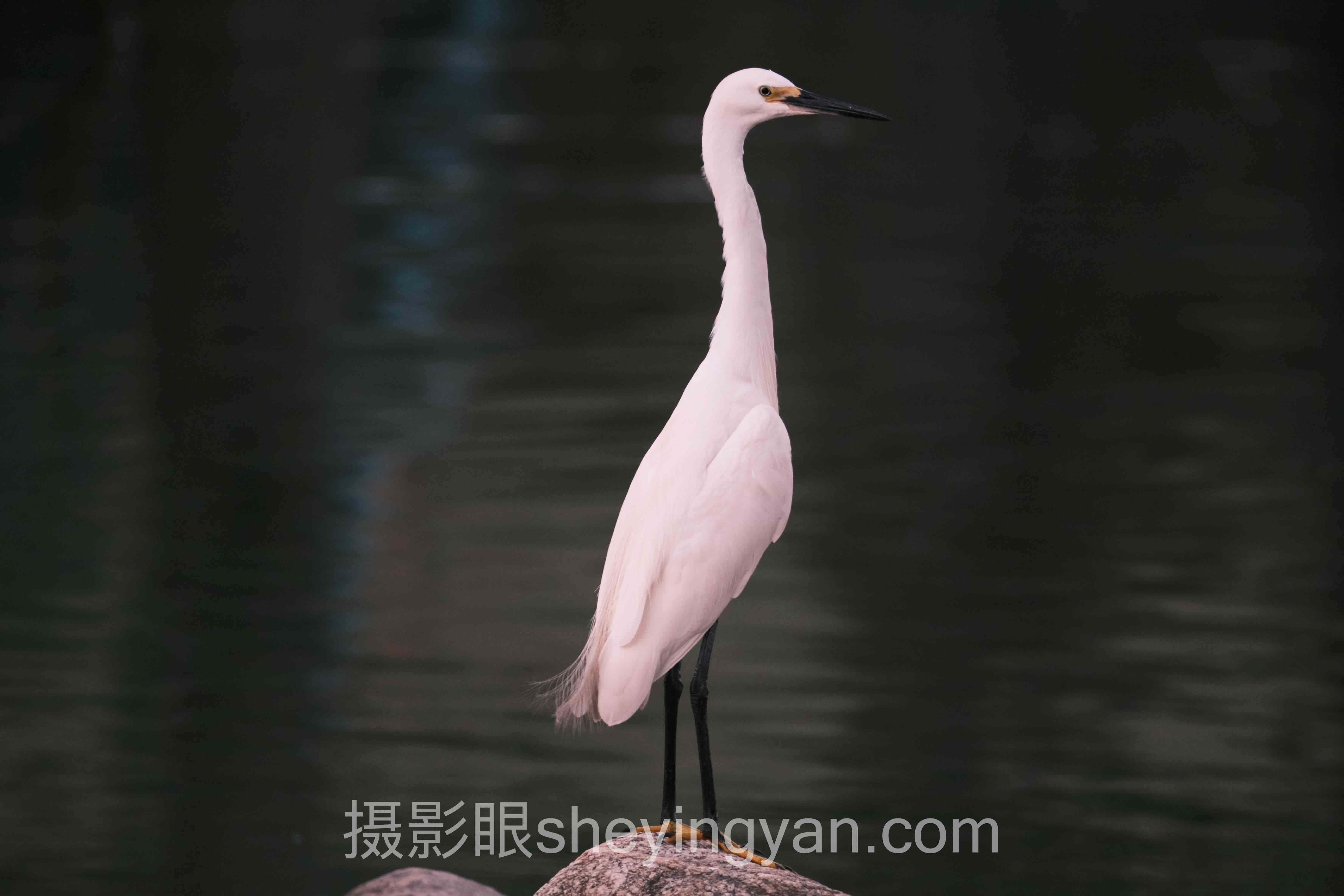 摄影眼官网sheyingyan.com使用方法的3个隐藏技巧，多数人不知道