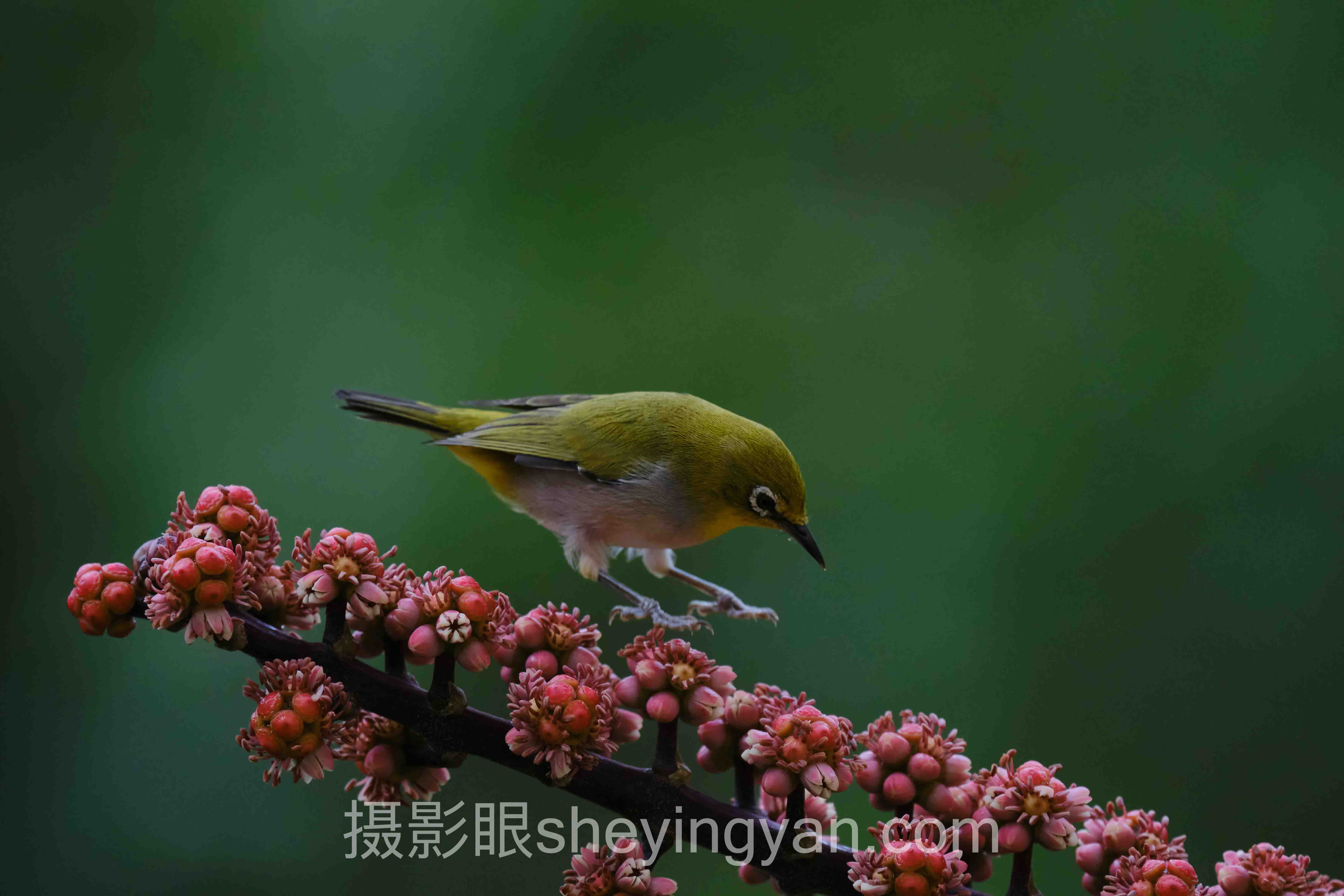 照片点评实战案例拆解：2位摄影师逆袭的共同规律