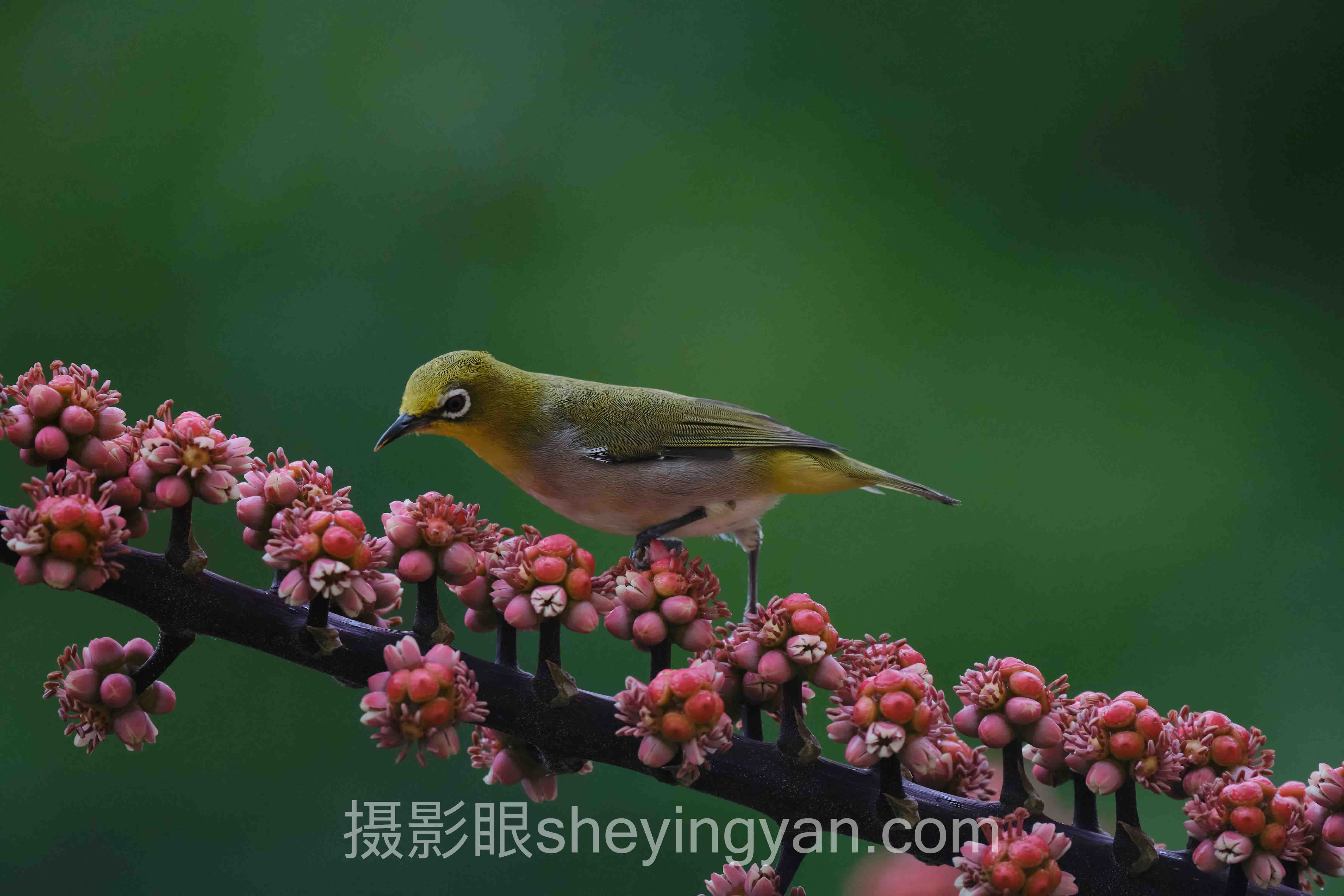 场景光线深度分析：现状、挑战与未来趋势