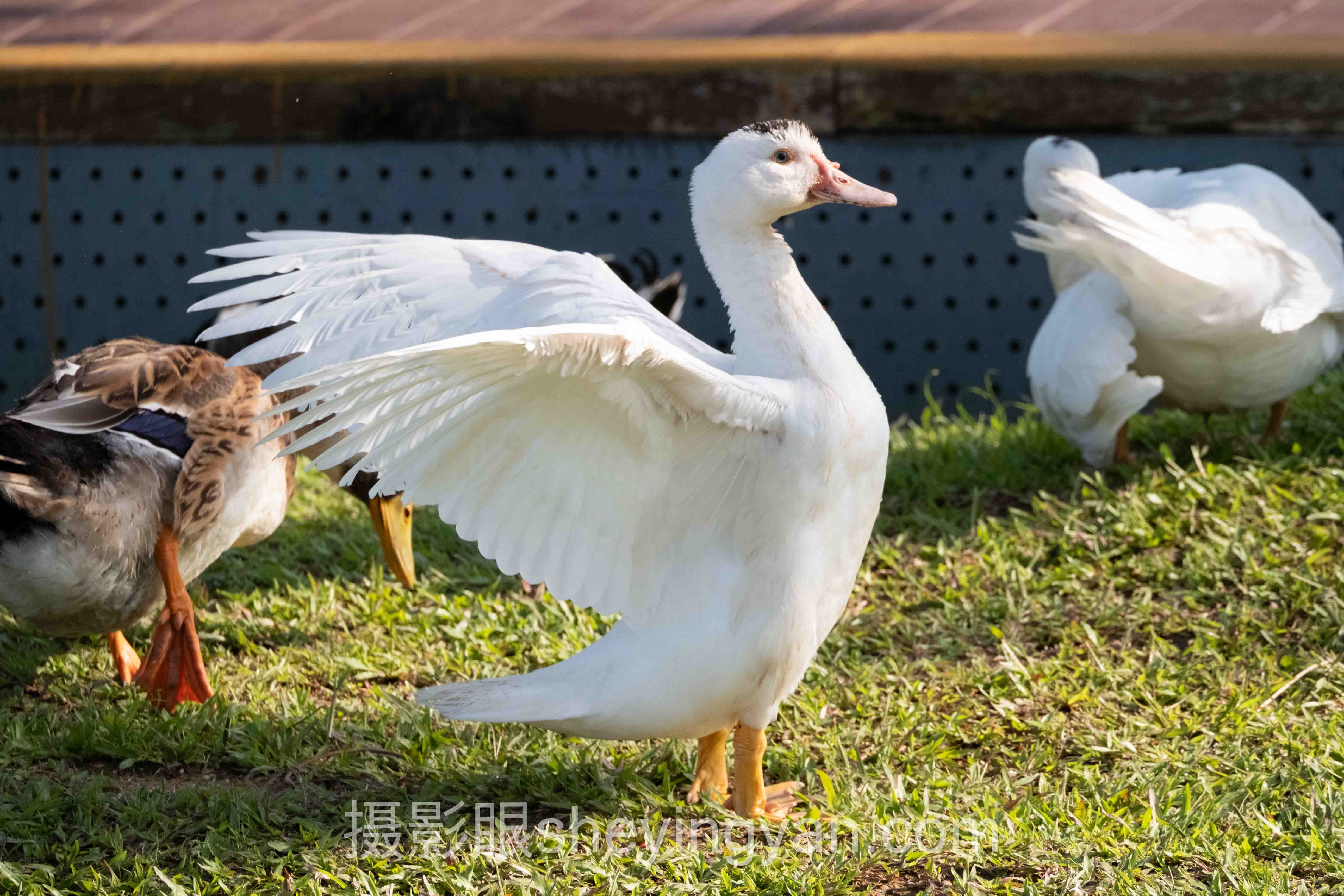 手把手教你用照片点评平台在知乎打造高价值摄影复盘：7步实操清单