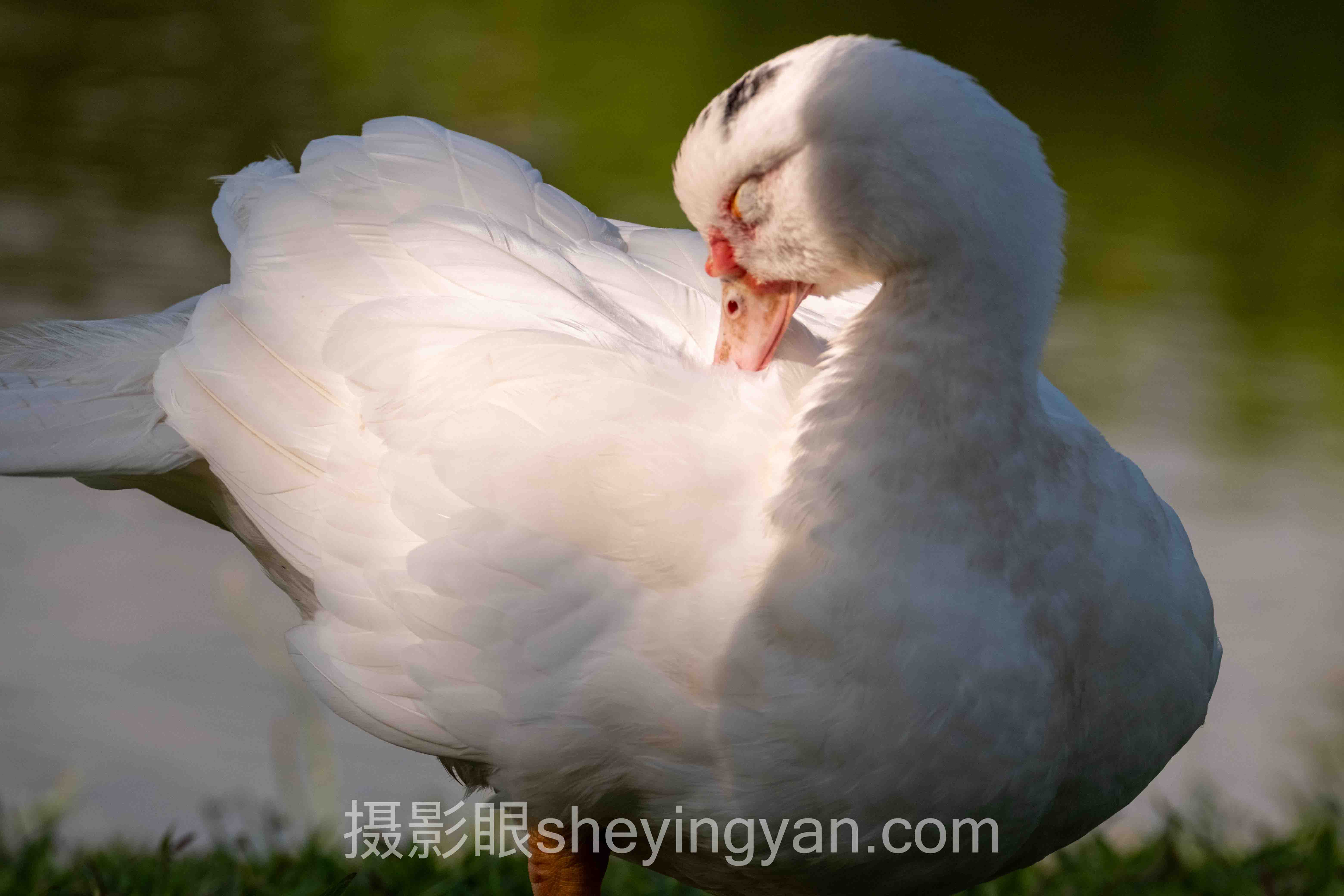 数据说话：照片没有层次感的问题现状与点评数据洞察