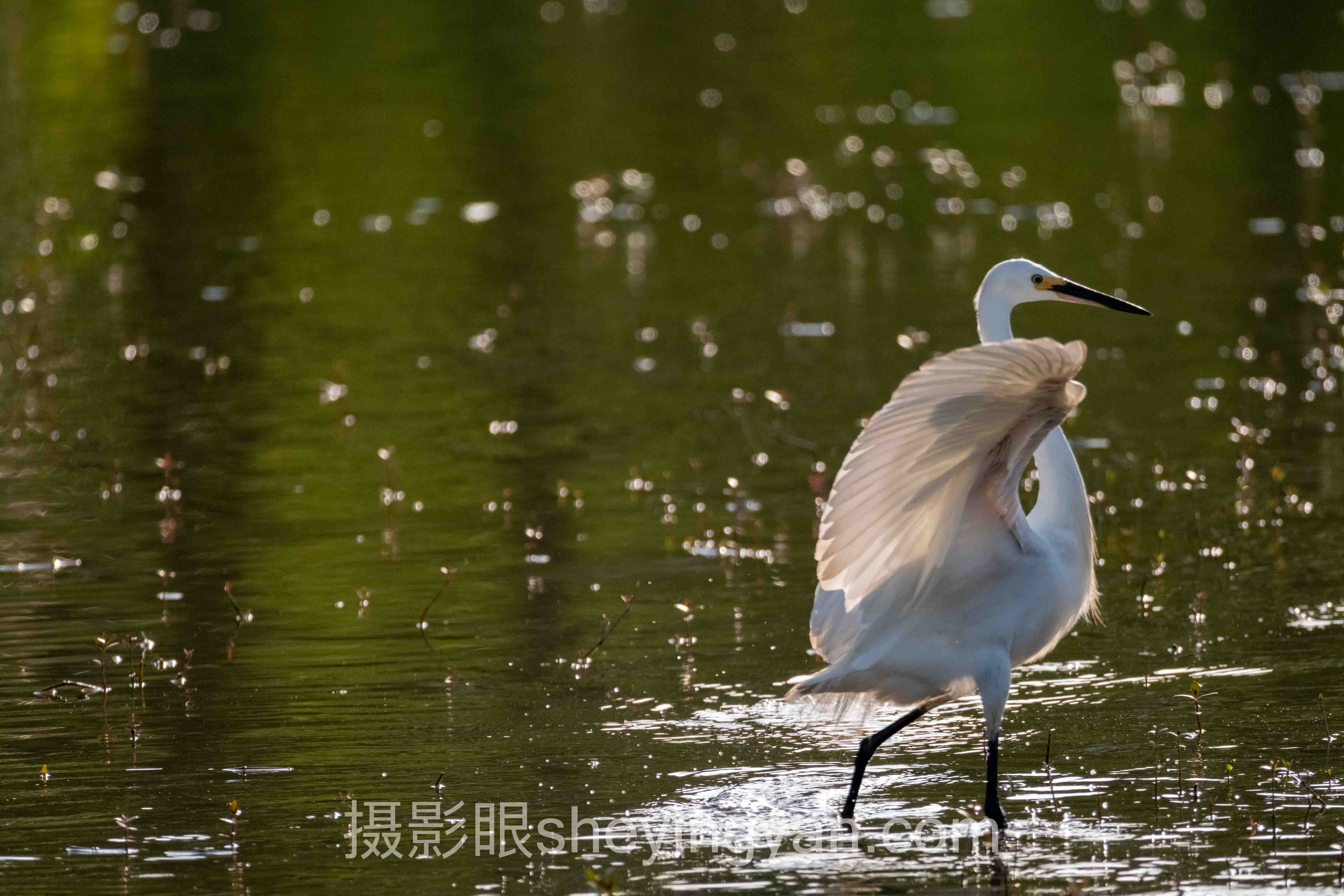 透视摄影眼平台大光圈：照片点评的底层逻辑与进化方向